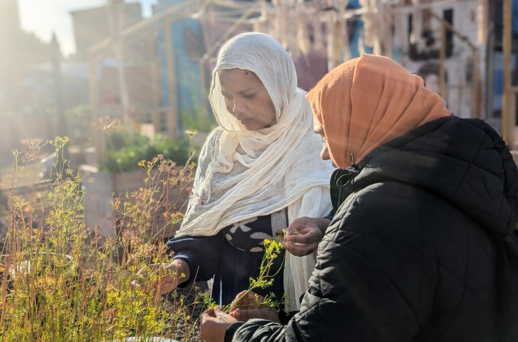 Two women in hijab looking at plants in a community garden surrounded by an urban environment