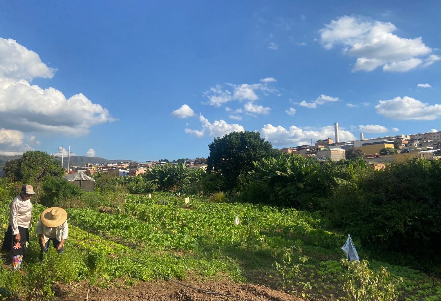 Two farmers in Vila Pinho production unit, a lush farm surrounded on the right side by houses at the outskirts of Belo Horizonte.